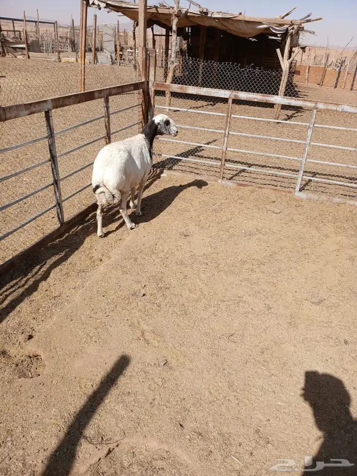 شياه حيل 15