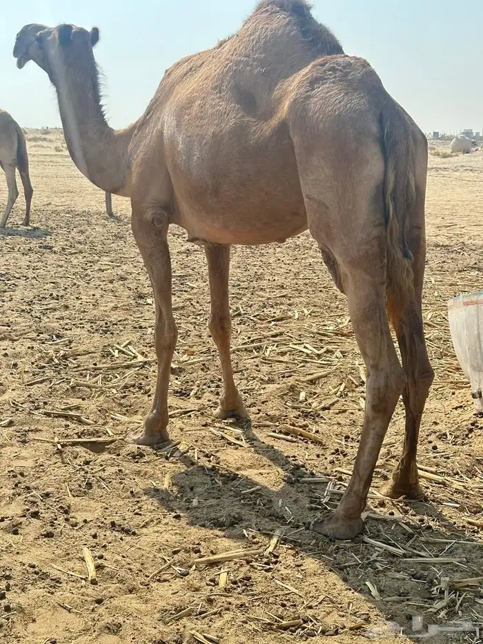 ابل ظرايب شقح وشعل 0