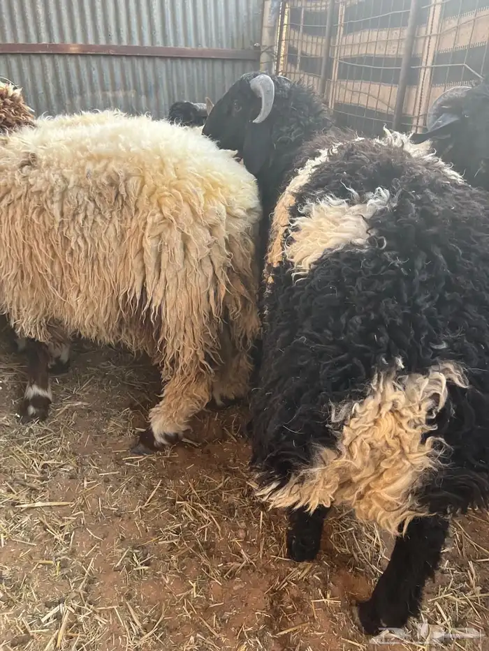 للبيع طليان نعيم 2