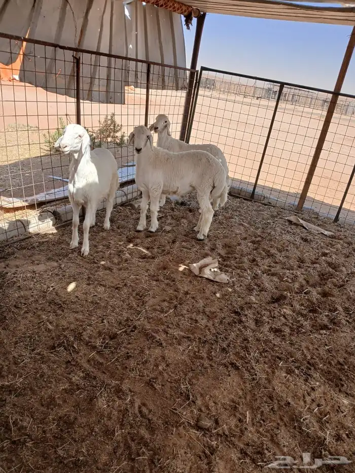 خرفان حريات للبيع 3