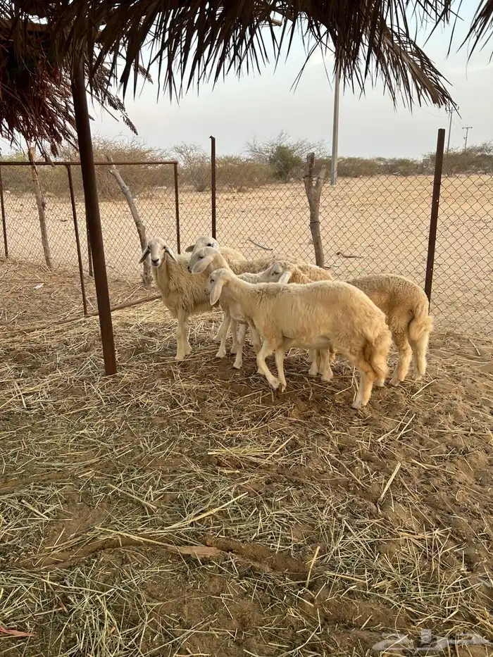 رخال 3