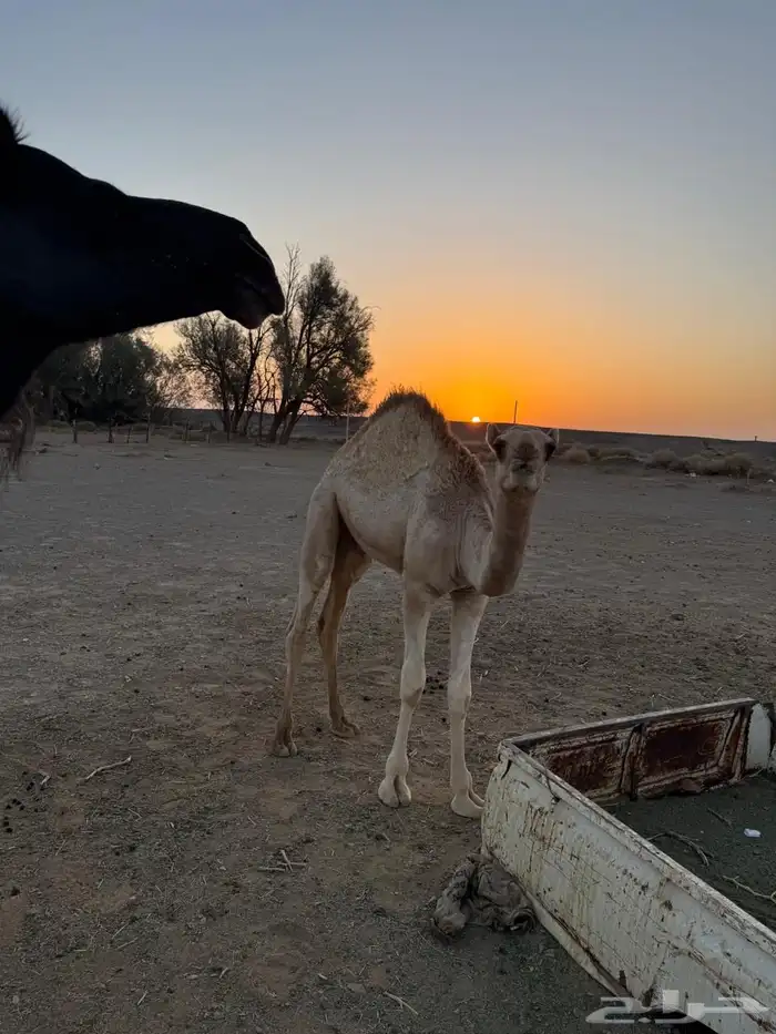 قعود 0