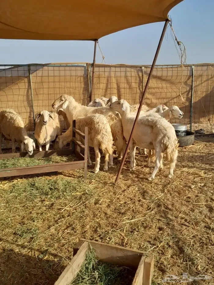 ضان حريه دفيع 10
