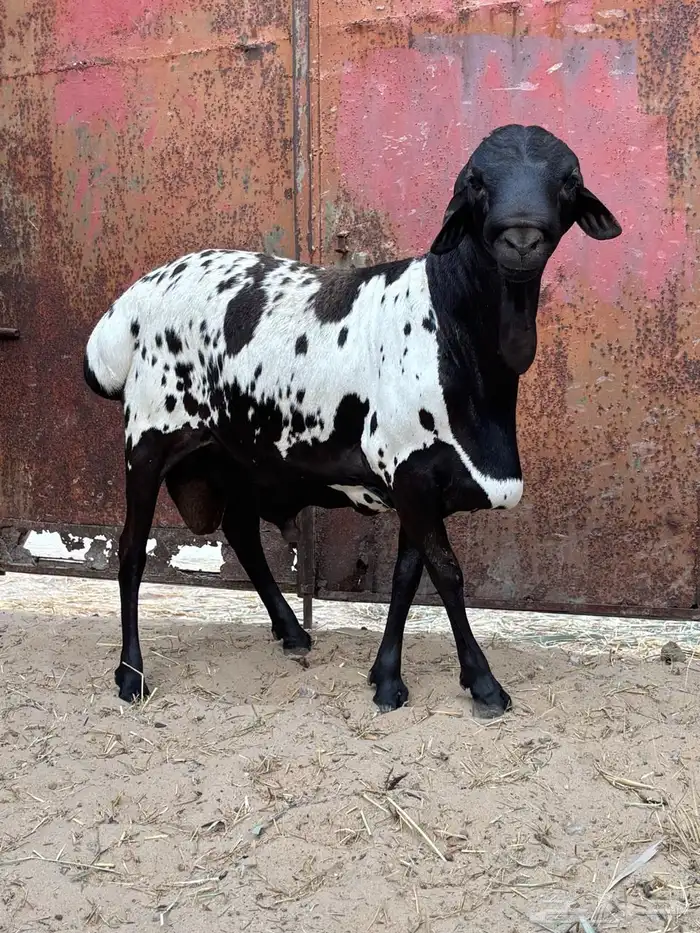فحل بربري مطور ثني 5