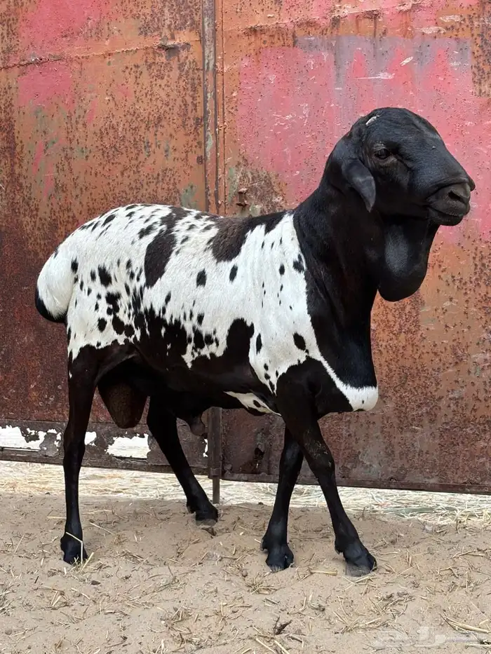 فحل بربري مطور ثني 4