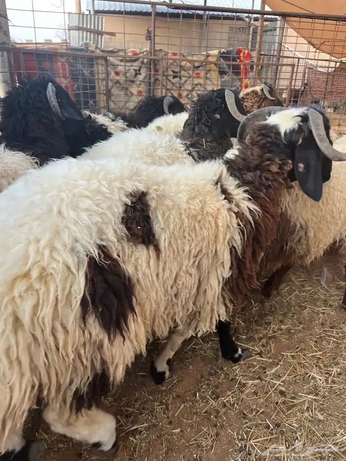 للبيع طليان نعيم 0