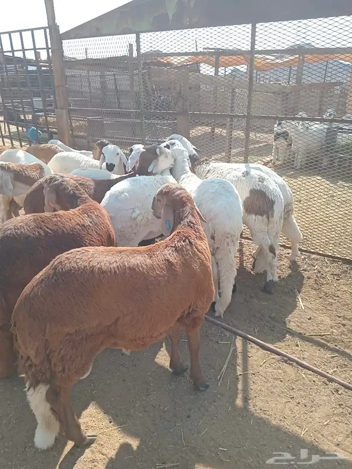 طليان سواكن مرابى 0