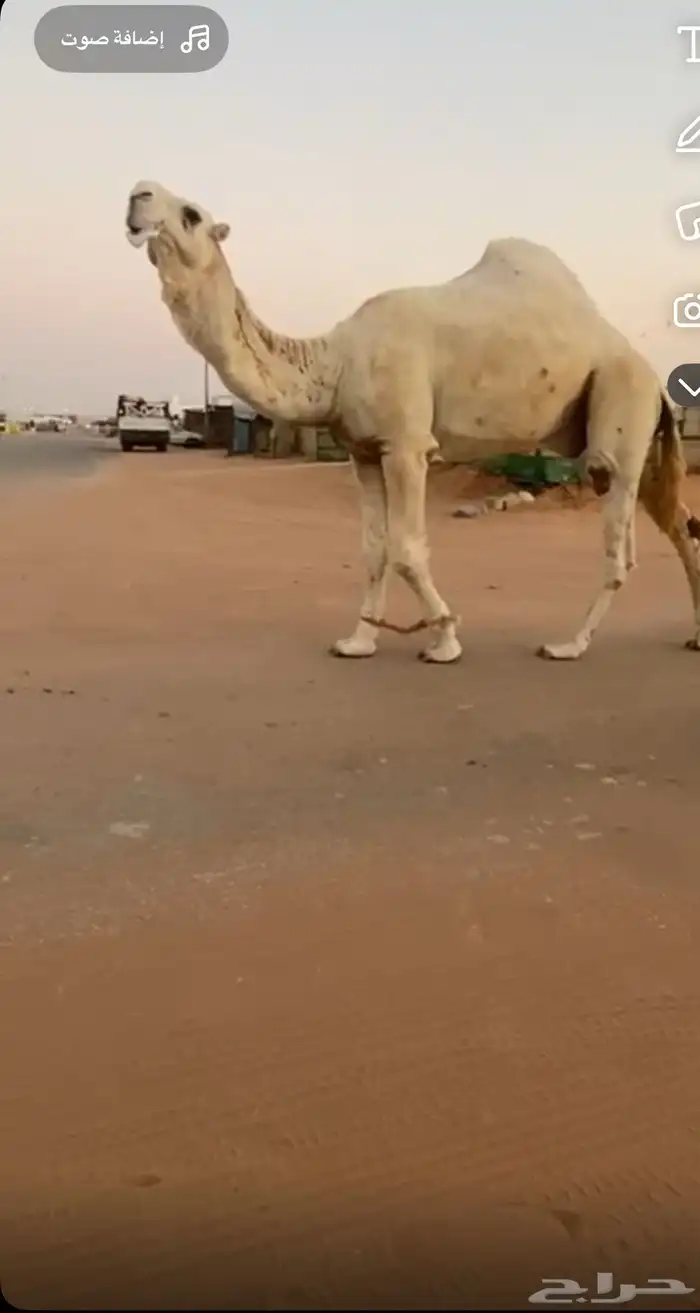 بعير عل رمان ابن قريع هذا انتاجه مبيوع ولده أدون من 100 3
