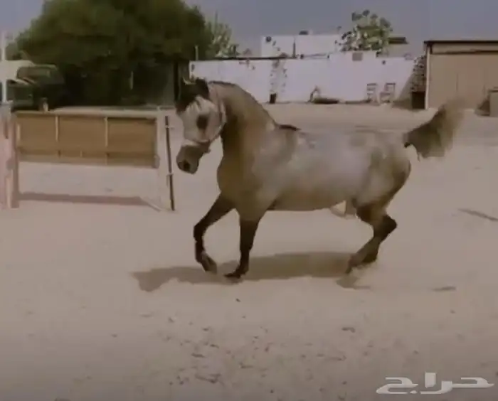 حصان شعبي 2