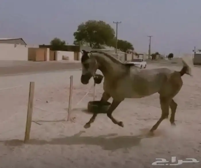 حصان شعبي 1