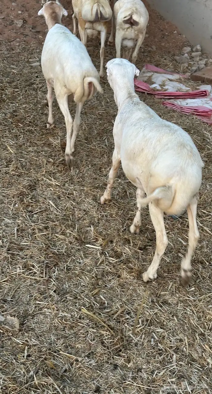 تيوس وبرابر مرابي 49