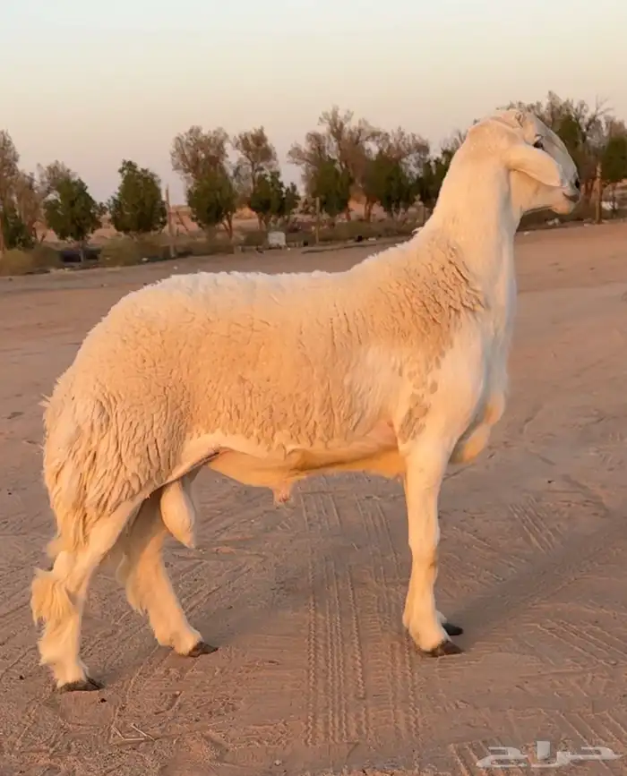 فحل ثني خصم وبره رقم 1 كامل الشروط فحل نادر 2