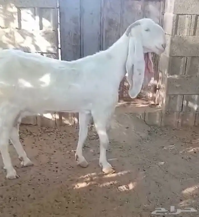 معزا مطوره صنف 0