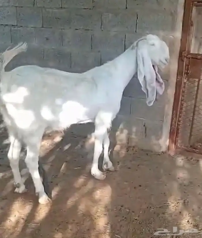 معزا مطوره صنف 1