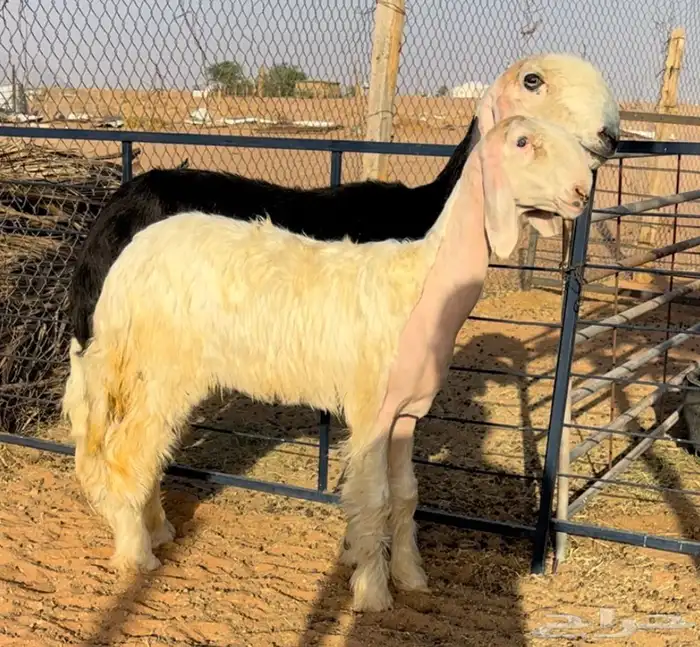 رخل عيسيه خصم 1