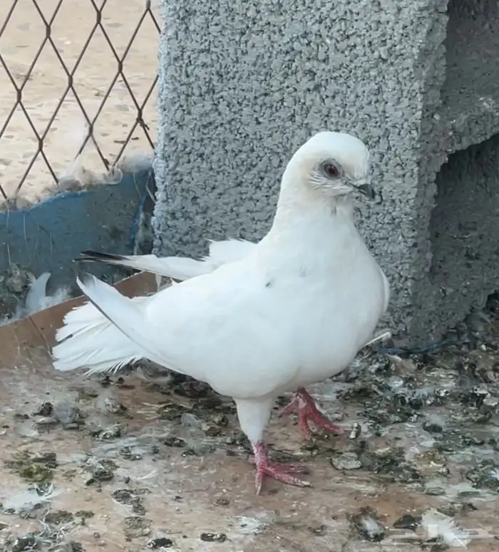 حمام منوع 7