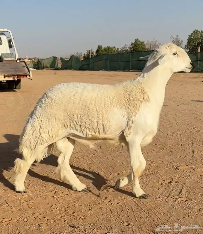 فحل ثني خصم وبره رقم 1 كامل الشروط فحل نادر 1