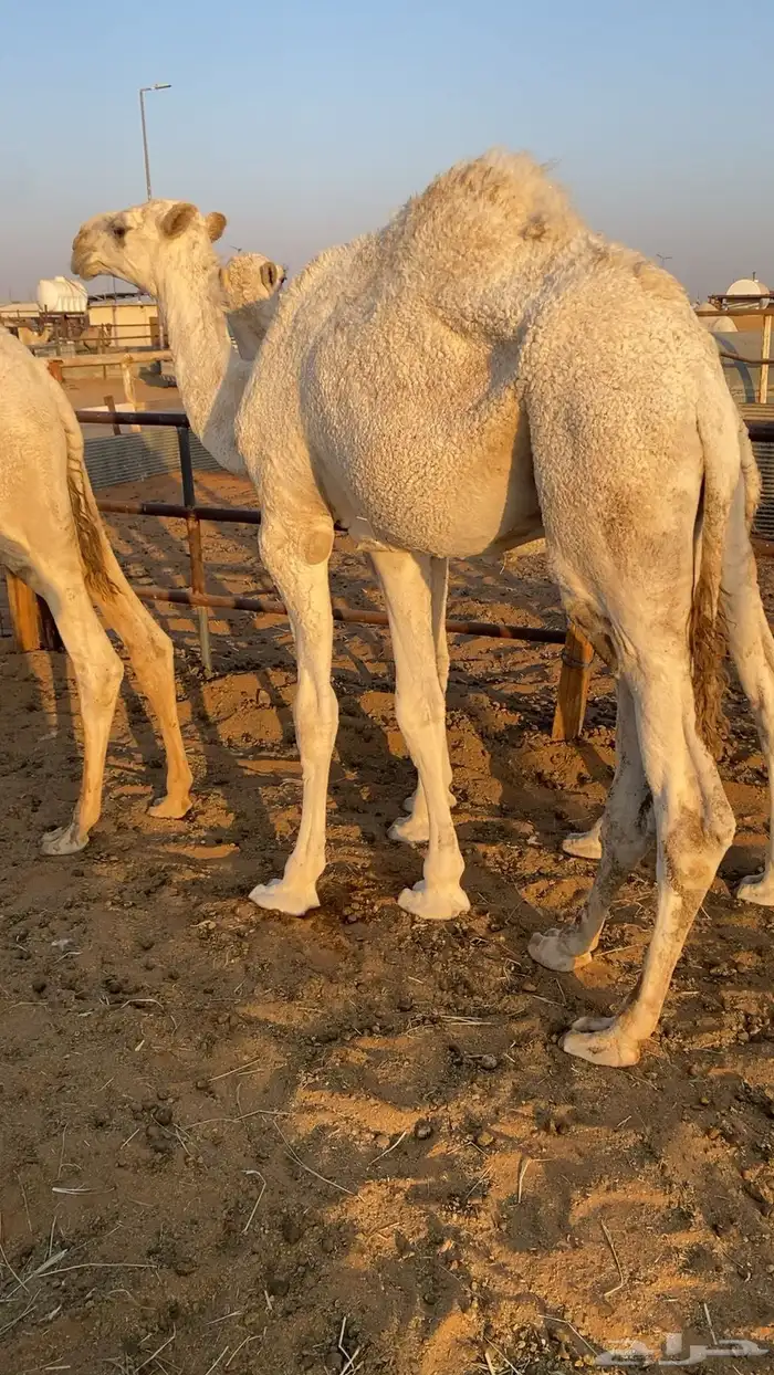 3 قعدان 1