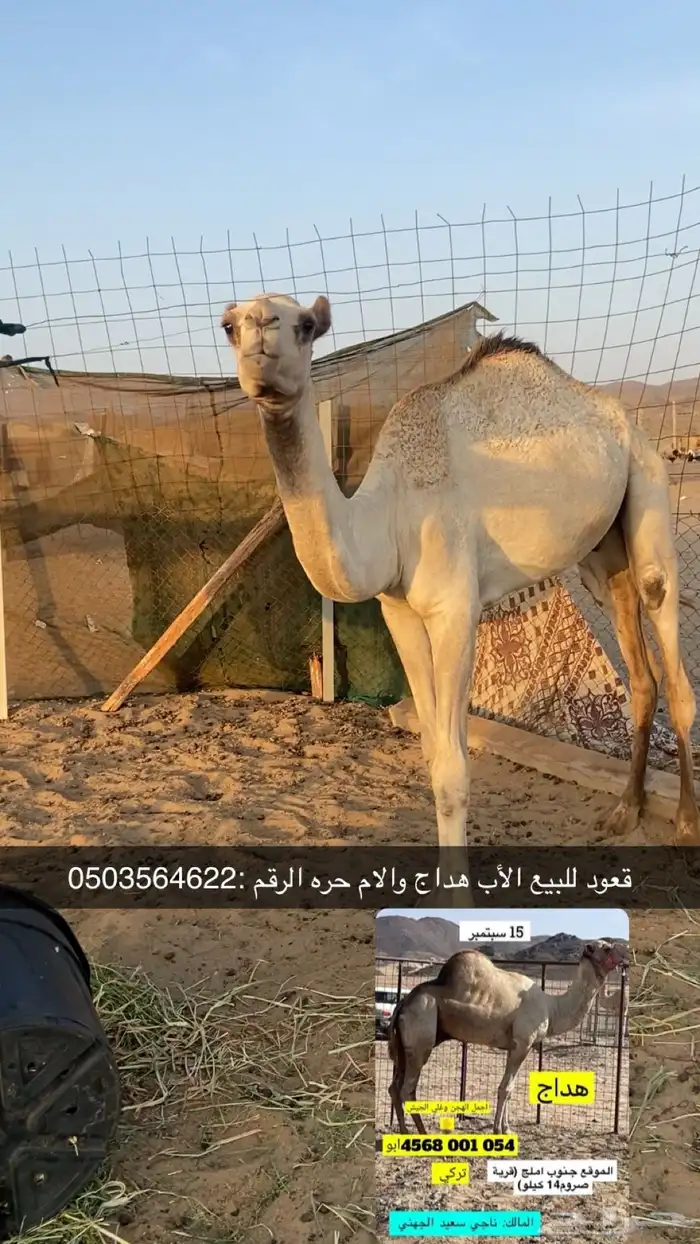 قعود الأب هداج والام حره 0