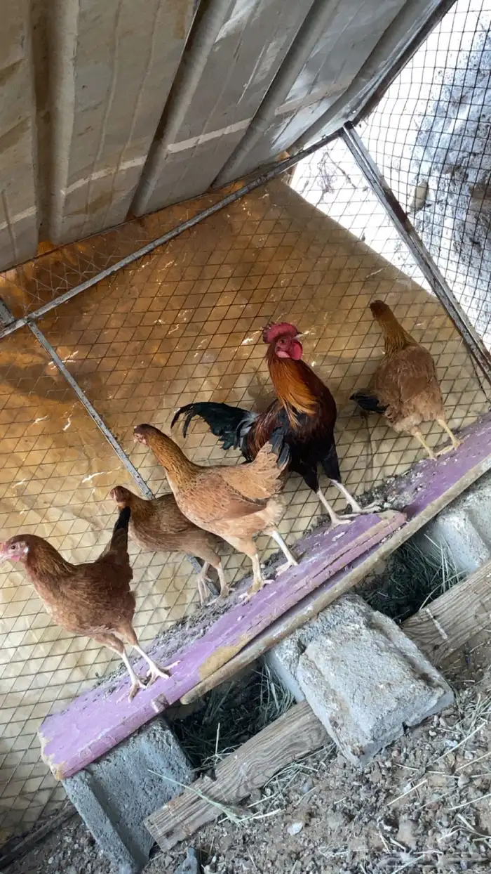 أربع دجاج طقم وديك 2