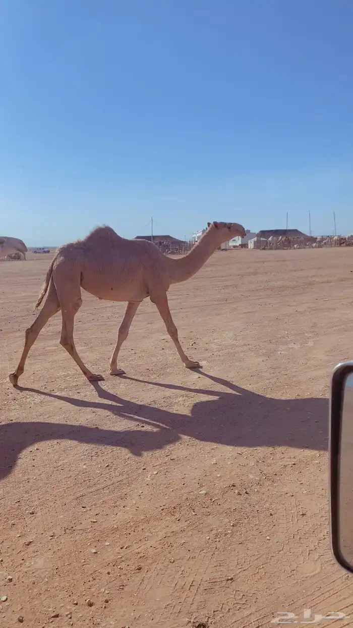 للبيع بكرى مفروده 0