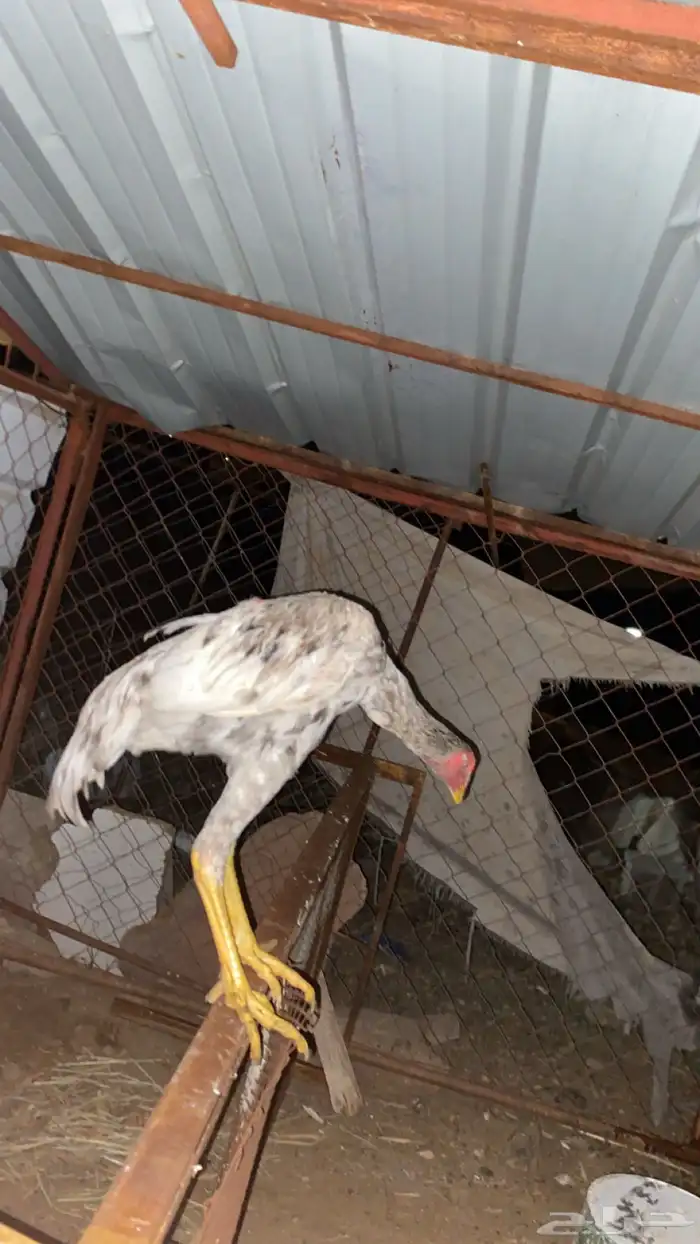 ديك شامو للبيع 4