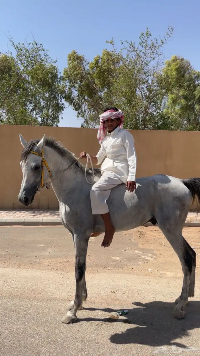 فرس عربيه 2