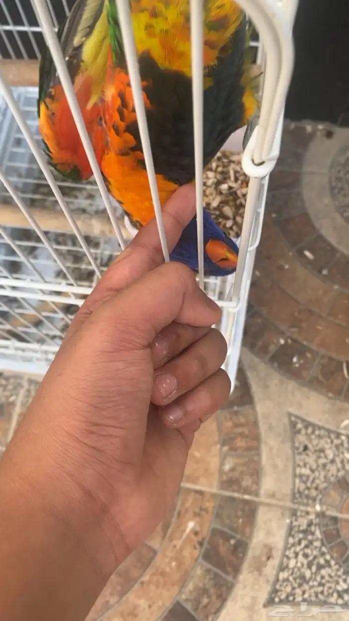 ببغاء لوري وببغاء دوره 0
