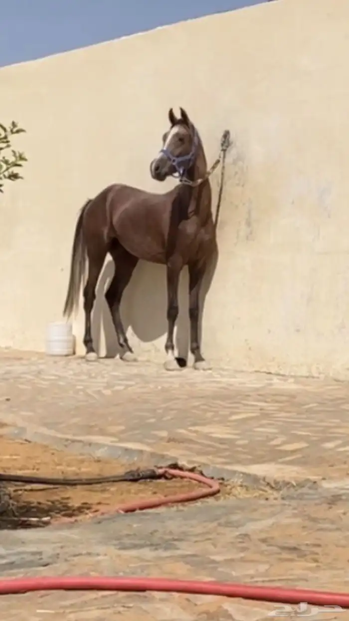 مهر شعبي 0