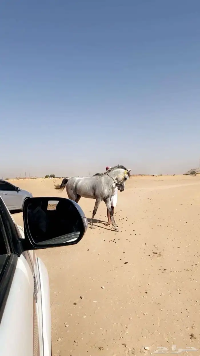 فرس عربيه 3