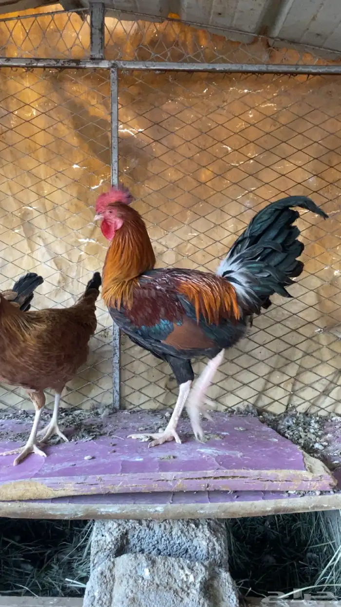 أربع دجاج طقم وديك 4
