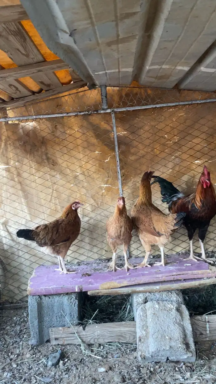 أربع دجاج طقم وديك 1