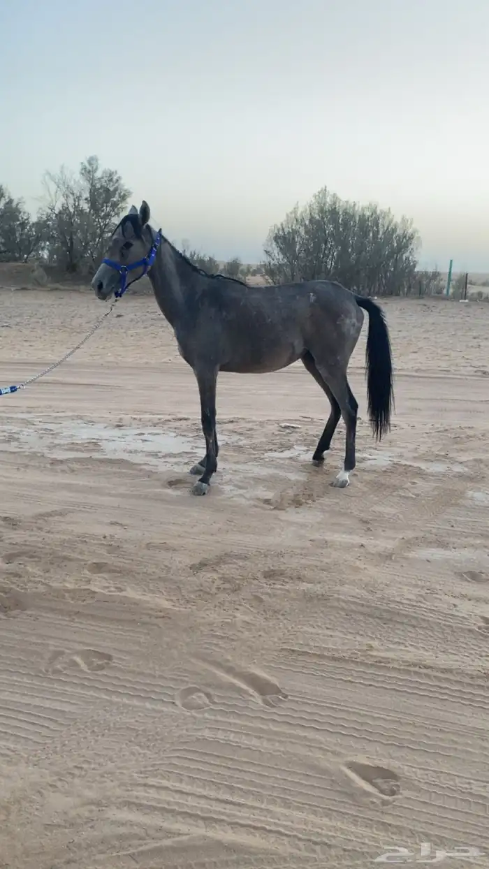 للبيع مهره شعبيه 1
