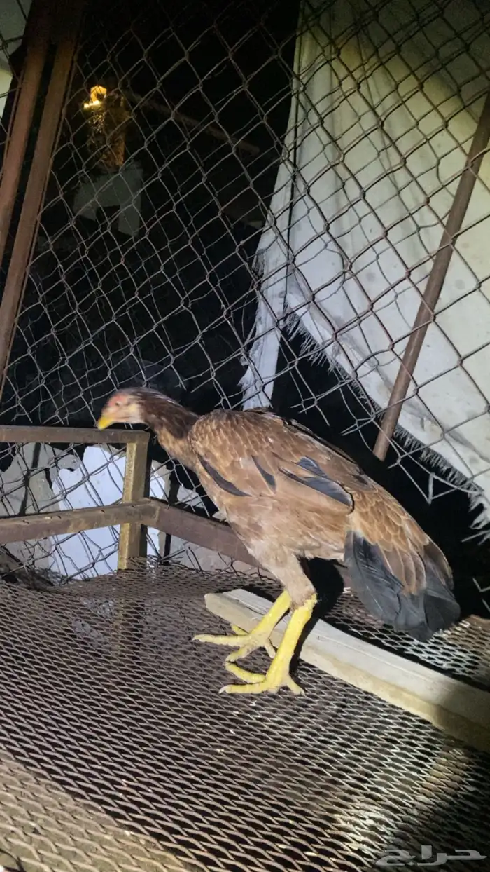 ديك شامو للبيع 0