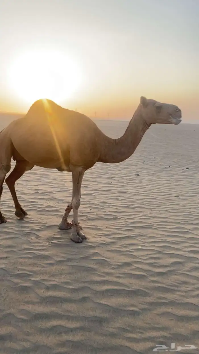 ناقة حمرا 0