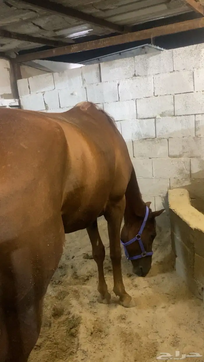 خيل انقليزي 1