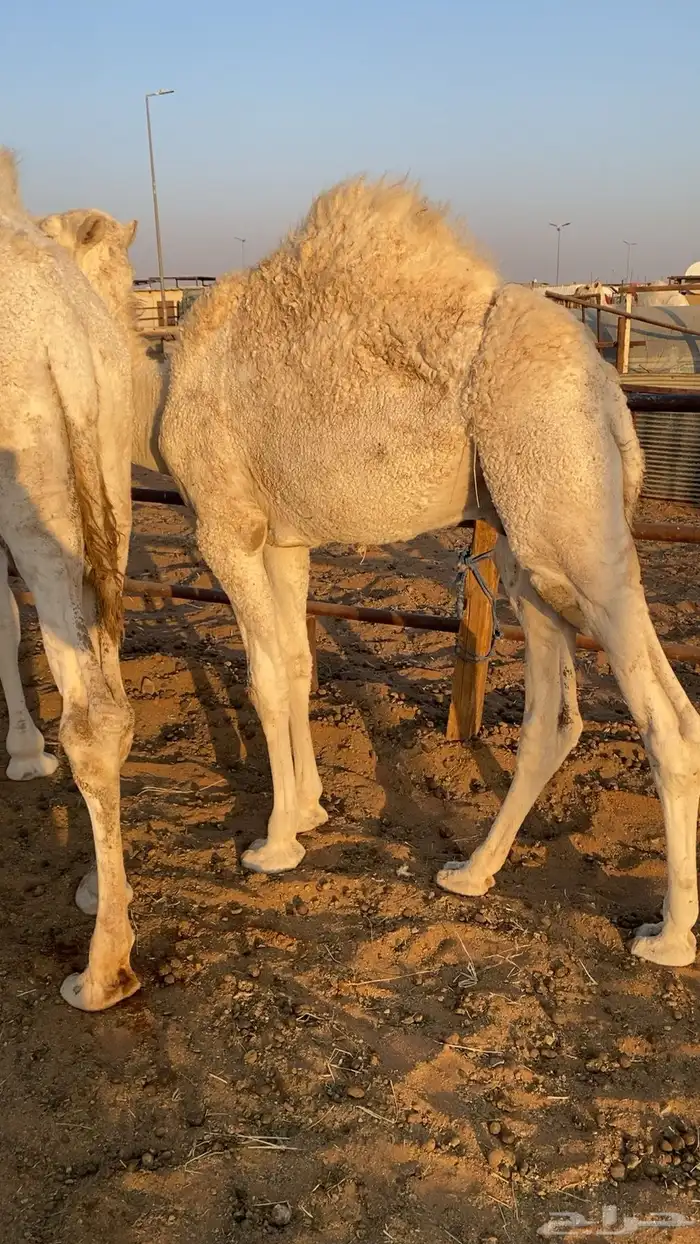 3 قعدان 0