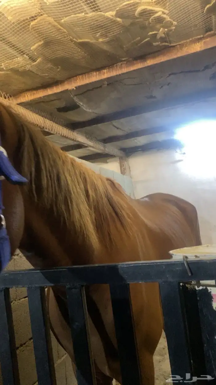 خيل انقليزي 2