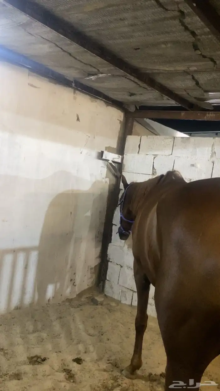 خيل انقليزي 0