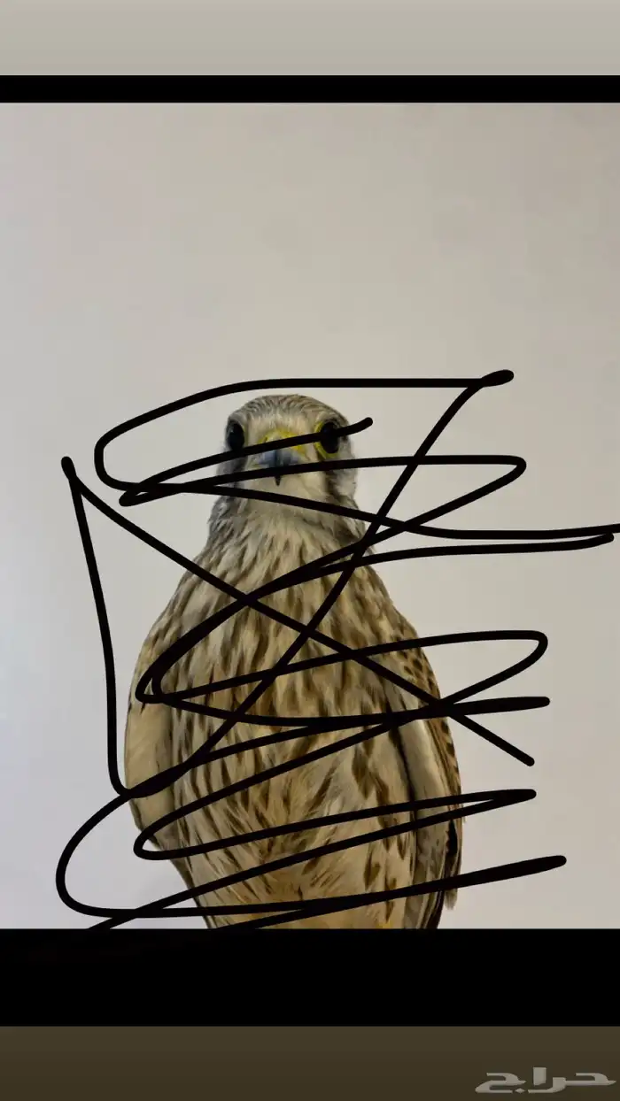 بأشق البيع يعلف على اليد 0