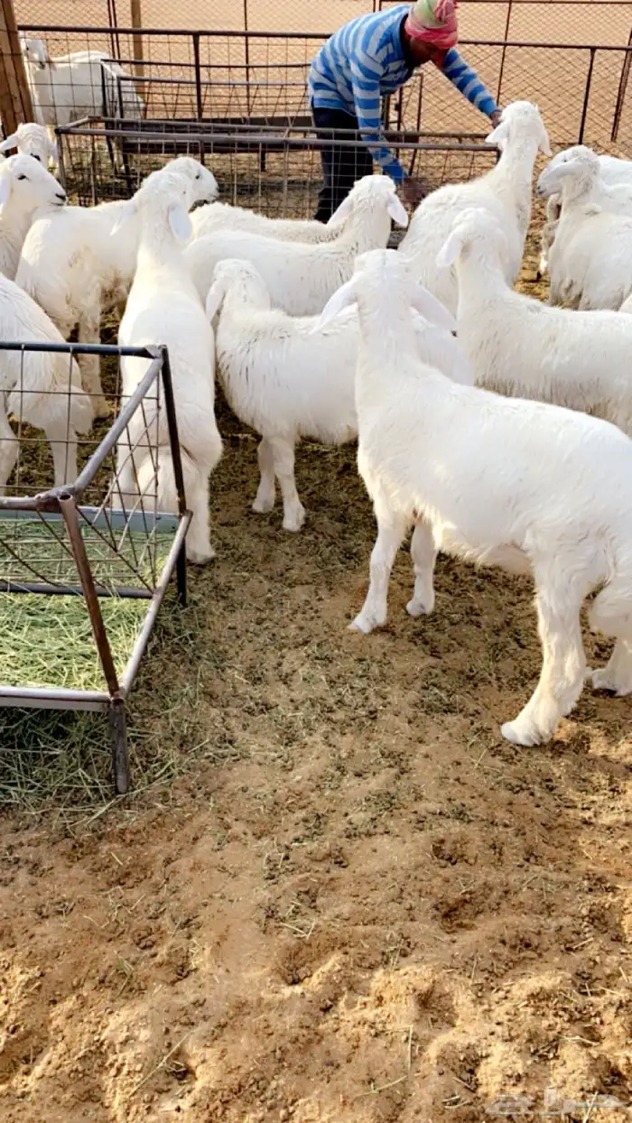 ذبايح 1