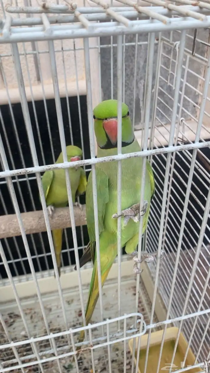 ببغاء لوري وببغاء دوره 2
