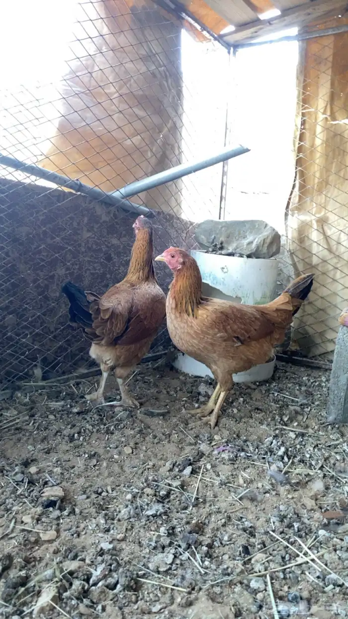 أربع دجاج طقم وديك 6