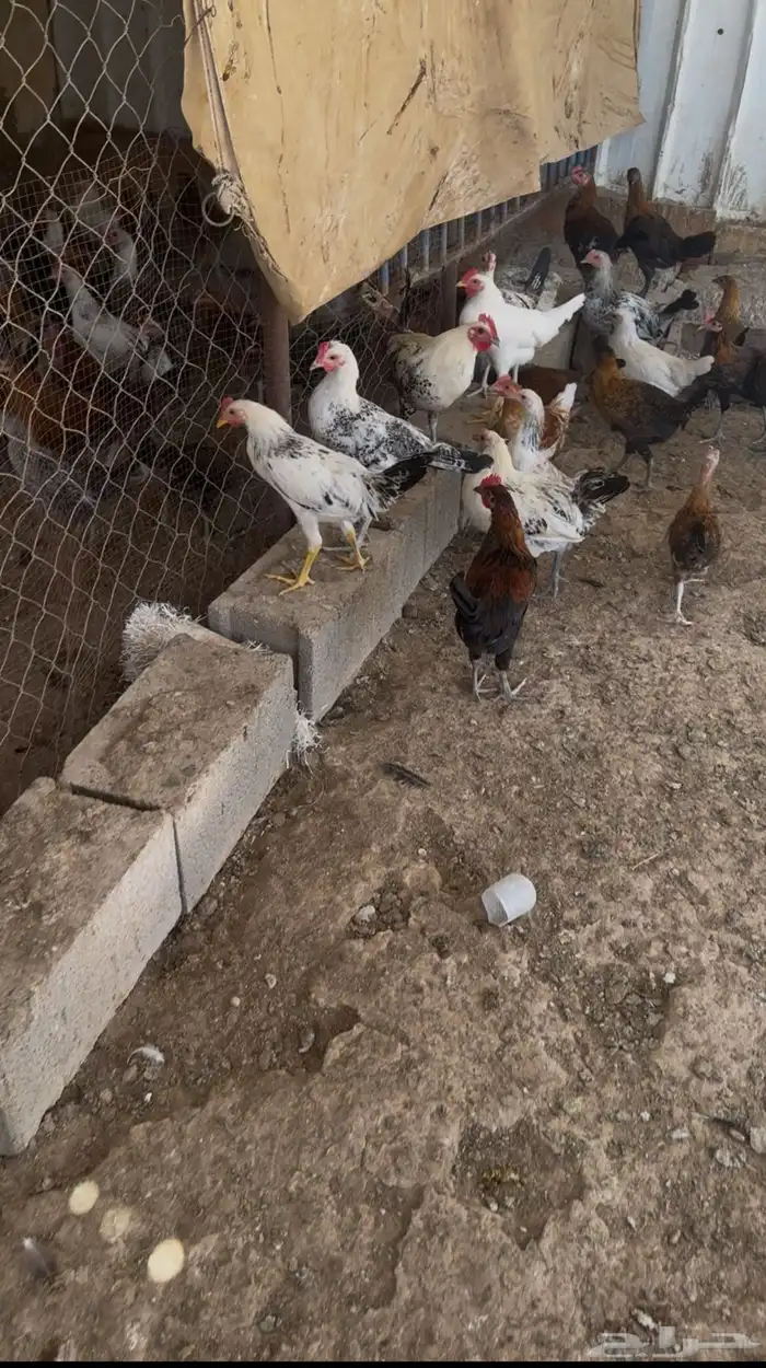 دجاج 0