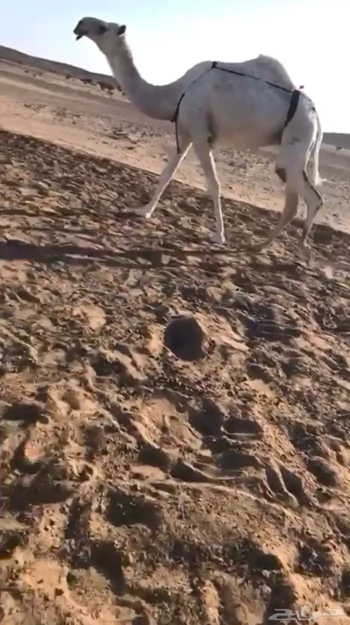 جنوب الهمجيه 0