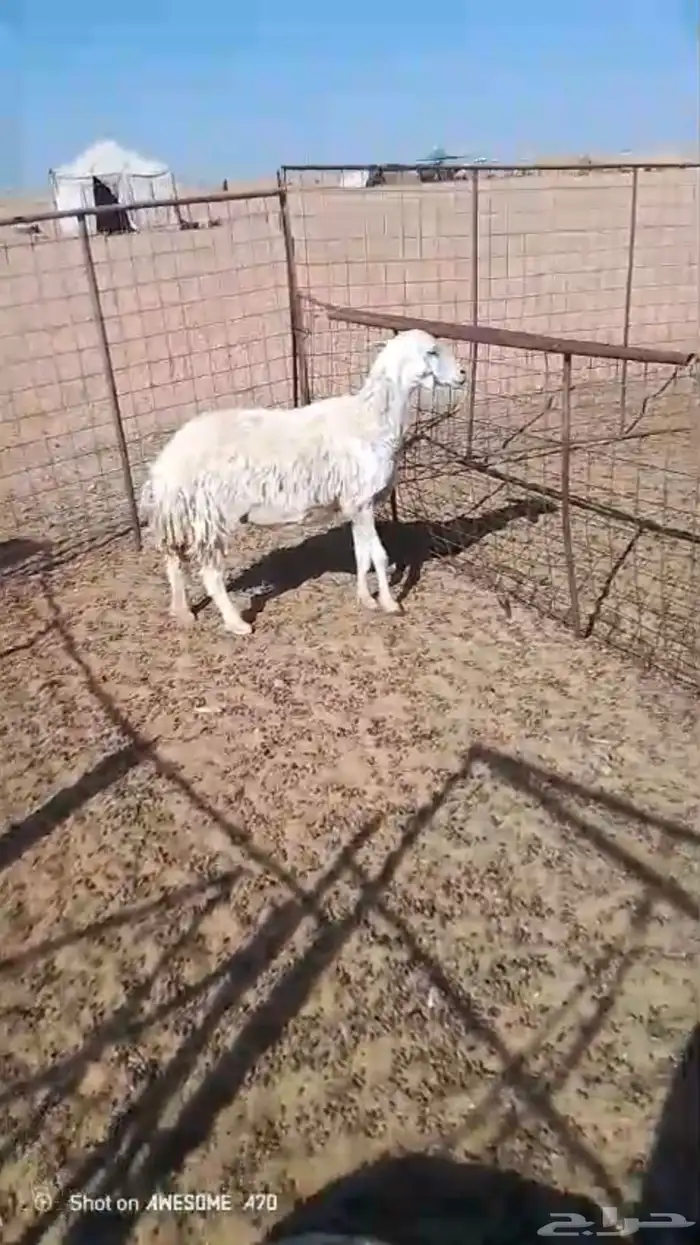 حريه حايل 1