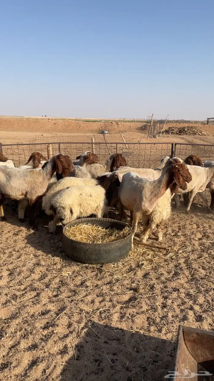 مراح ولاد للبيع 0