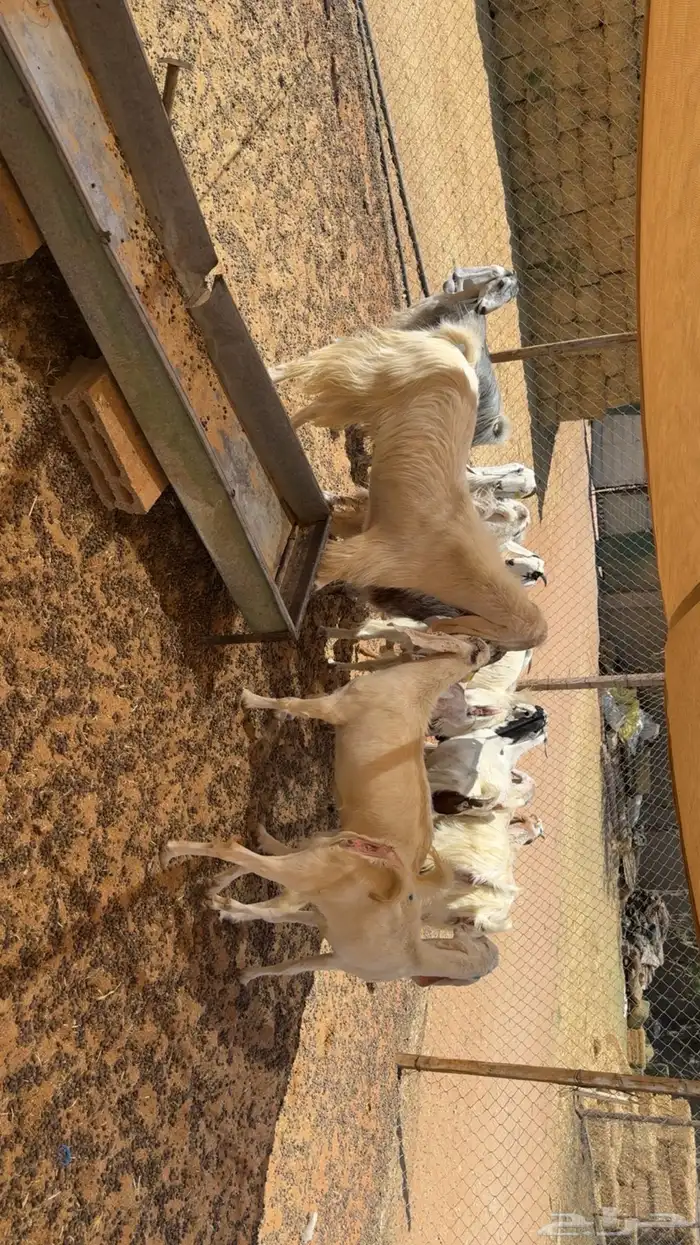 معزى اشباب بفحلها 4