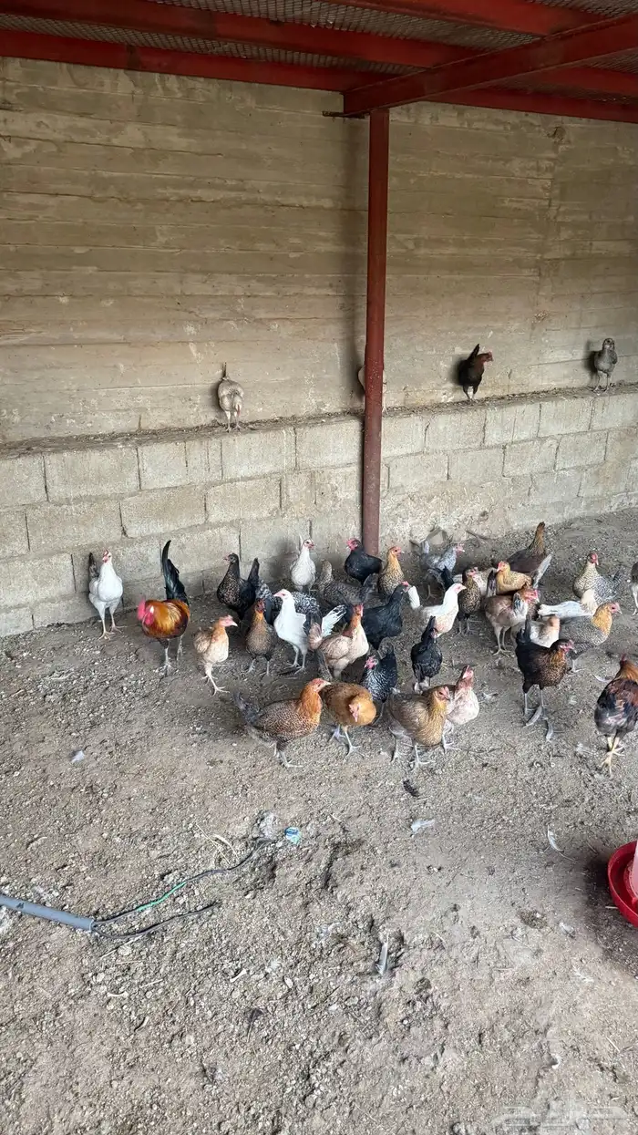 دجاج عربي للبيع 0