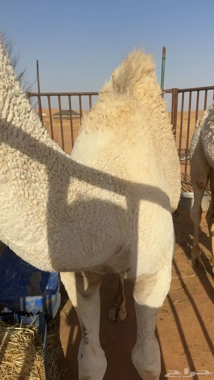 قعود للبيع 3